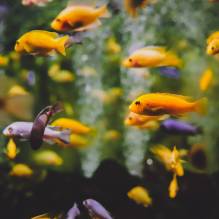 shallow focus photography of school of fish